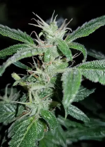 Easy Ryder by Joint Doctor Lowryder, Autoflower cannabis strain