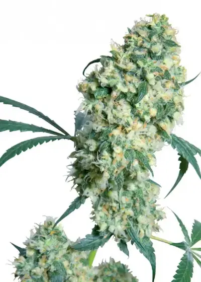 Ed Rosenthal Super Bud cannabis strain