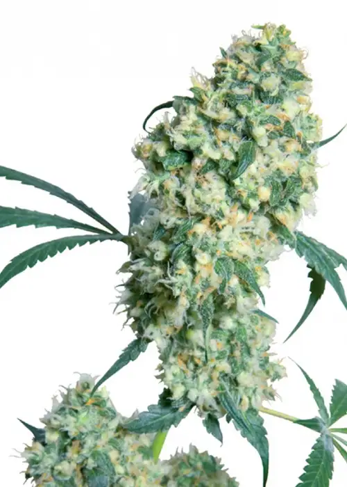 Ed Rosenthal Super Bud by Sensi Seeds, Photoperiod cannabis strain
