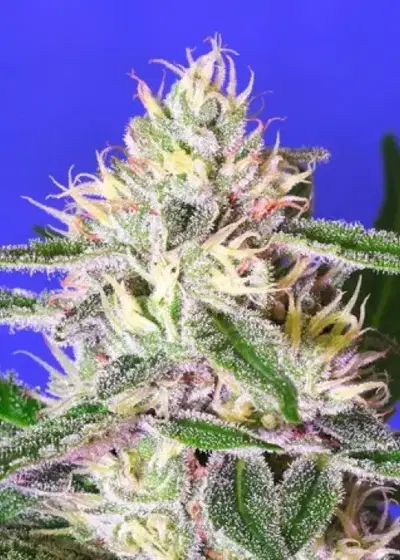 Edam Bomb by Bomb Seeds, Photoperiod cannabis strain