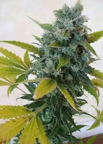 Eddy by Original Delicatessen, Photoperiod cannabis strain