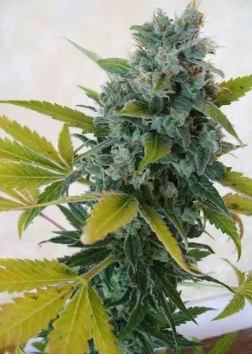 Eddy by Original Delicatessen, Photoperiod cannabis strain