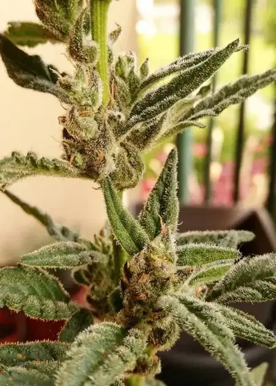 Eden by Super Strains, Photoperiod cannabis strain