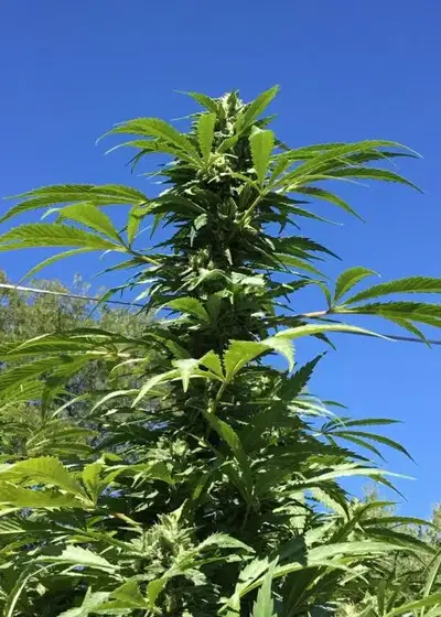 Eiffel Tower by Cult Classics Seeds, Photoperiod cannabis strain