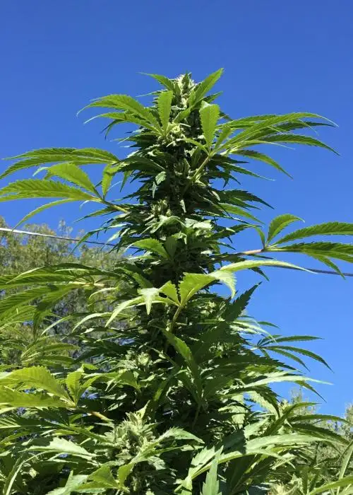Eiffel Tower by Cult Classics Seeds, Photoperiod cannabis strain