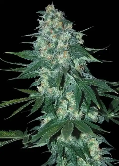 El Alquimista Auto by Samsara Seeds, Autoflower cannabis strain