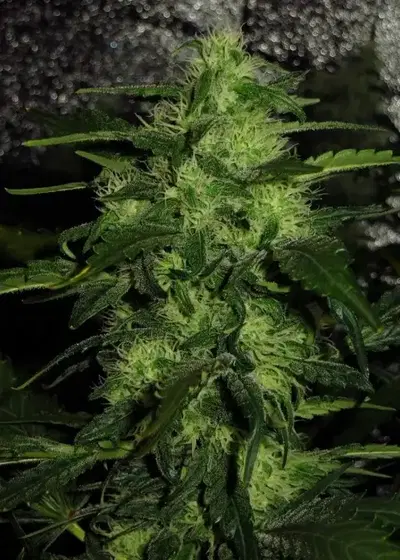 El Alquimista by Samsara Seeds, Photoperiod cannabis strain