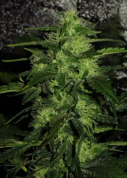 El Alquimista by Samsara Seeds, Photoperiod cannabis strain