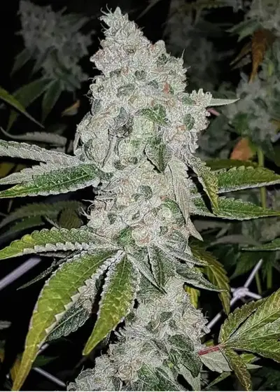 El Chapo by The Plug Seedbank, Photoperiod cannabis strain
