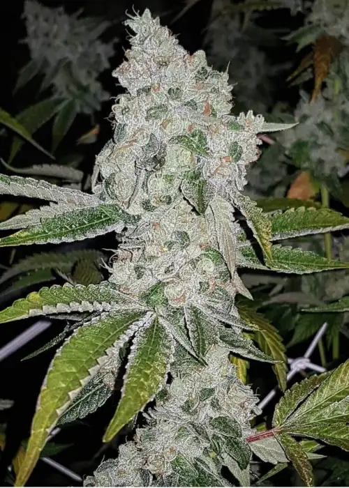 El Chapo by The Plug Seedbank, Photoperiod cannabis strain