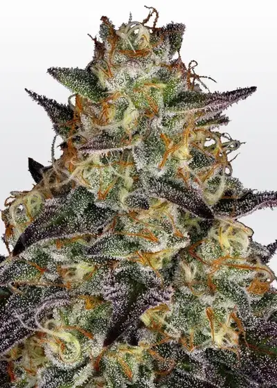 El Dorado OG cannabis strain