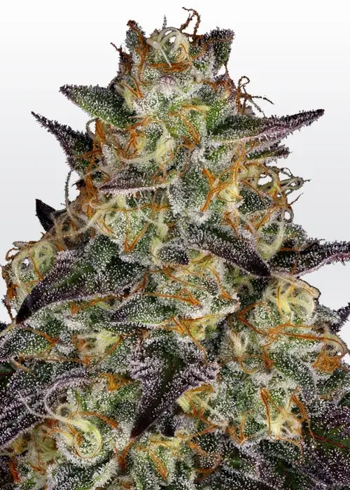 El Dorado OG by Paradise Seeds, Photoperiod cannabis strain