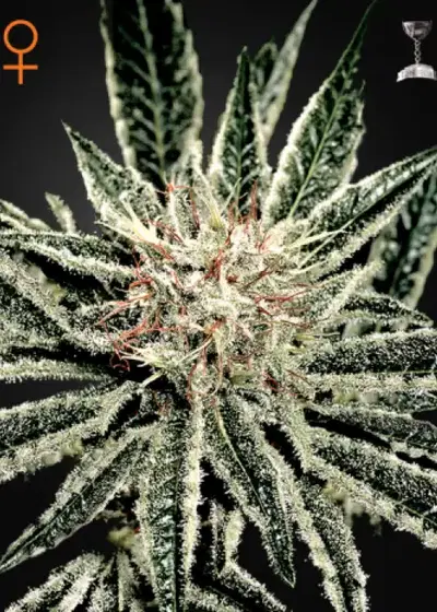 El Nino by Green House Seed Co., Photoperiod cannabis strain