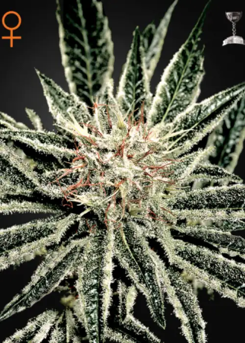 El Nino by Green House Seed Co., Photoperiod cannabis strain