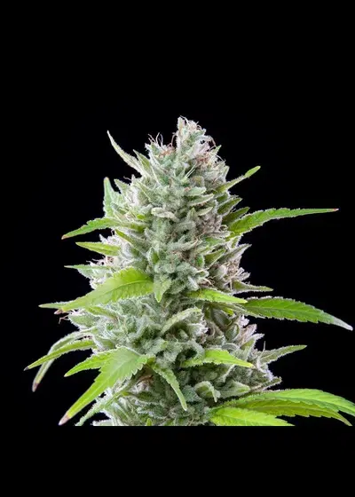 El Patron cannabis strain