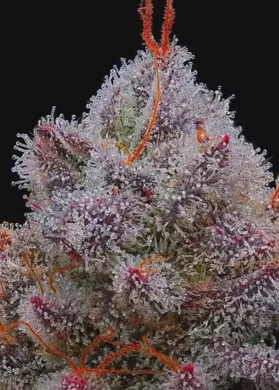 El Xupet Negre by R-Kiem Seeds, Photoperiod cannabis strain