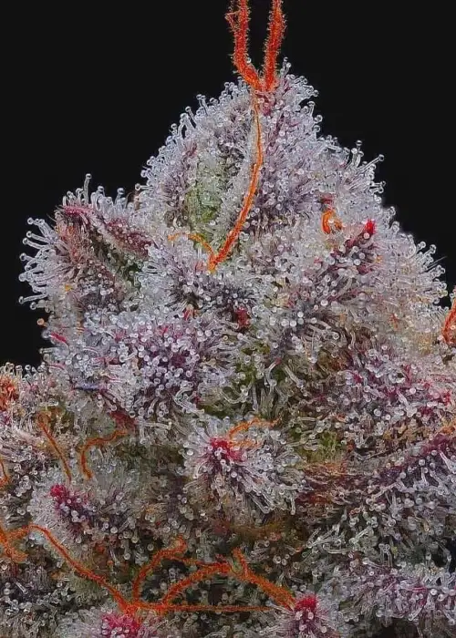 El Xupet Negre by R-Kiem Seeds, Photoperiod cannabis strain