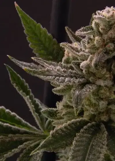 Electric Larry Land Feminized by Cannaventure Seeds, Photoperiod cannabis strain