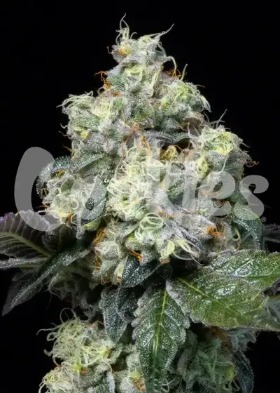 Elephant Trunk by Cookies Seed Bank, Photoperiod cannabis strain