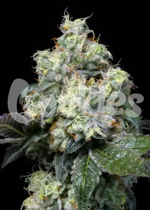 Elephant Trunk by Cookies Seed Bank, Photoperiod cannabis strain