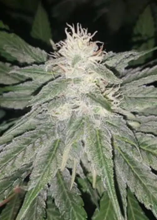 Eleven Roses by Delicious Seeds, Photoperiod cannabis strain