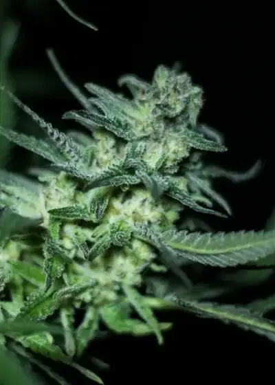 Eli by R-Kiem Seeds, Photoperiod cannabis strain