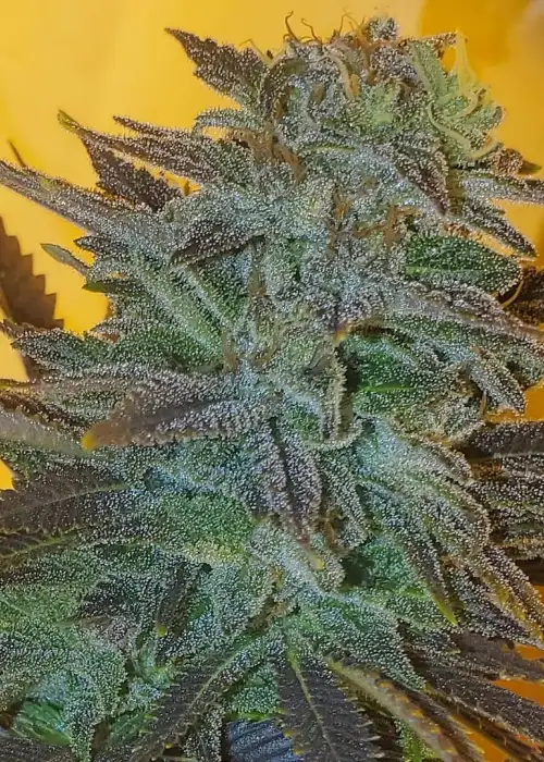 Elliot's Sister by BC Bud Depot, Photoperiod cannabis strain