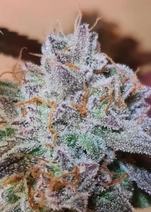 Elurra by Bask Triangle Farms, Photoperiod cannabis strain