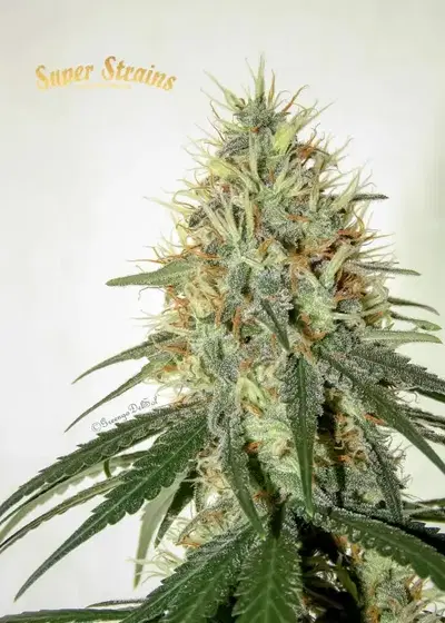 Enemy of the State by HY-PRO, Photoperiod cannabis strain