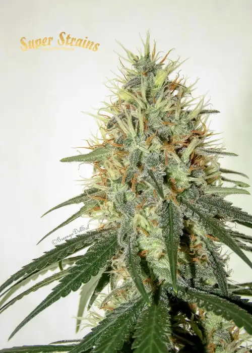 Enemy of the State by HY-PRO, Photoperiod cannabis strain
