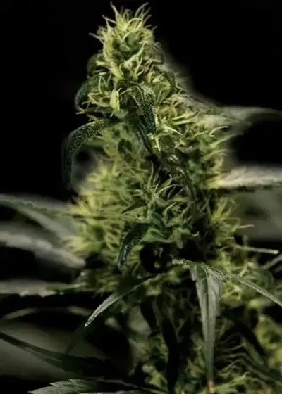Energy Haze by The Bulldog Seeds, Photoperiod cannabis strain