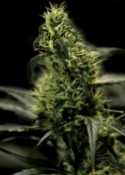 Energy Haze by The Bulldog Seeds, Photoperiod cannabis strain