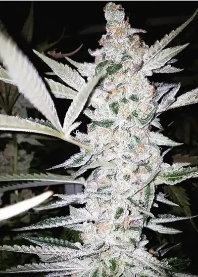 Enter The Void by Brother Mendel’s Selection, Photoperiod cannabis strain