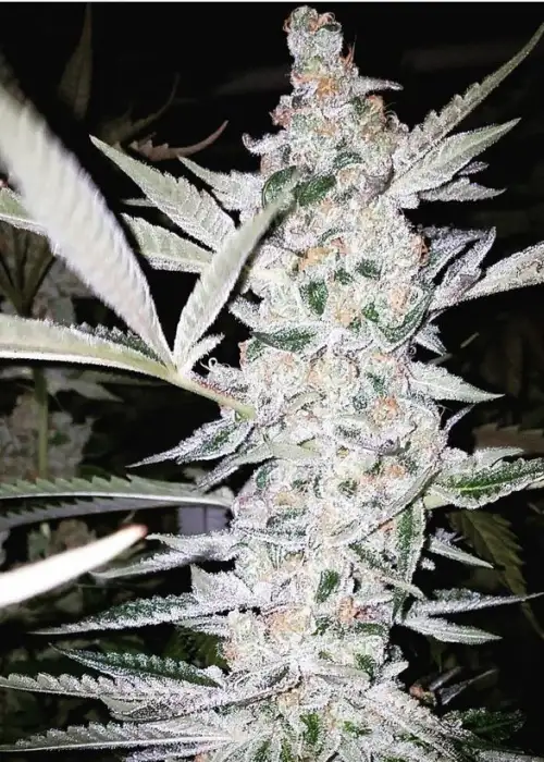 Enter The Void by Brother Mendel’s Selection, Photoperiod cannabis strain