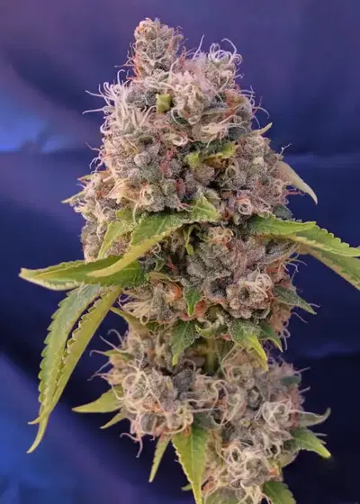 Epoxi OG by Silver River Seeds, Photoperiod cannabis strain