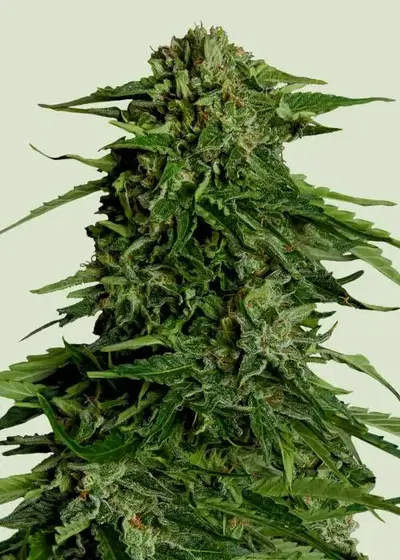 Epsilon F1 cannabis strain