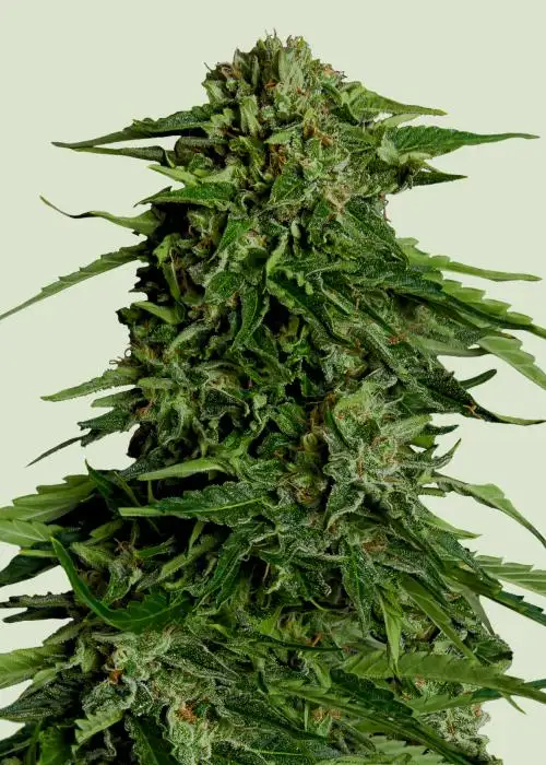 Epsilon F1 by Royal Queen Seeds, Autoflower cannabis strain