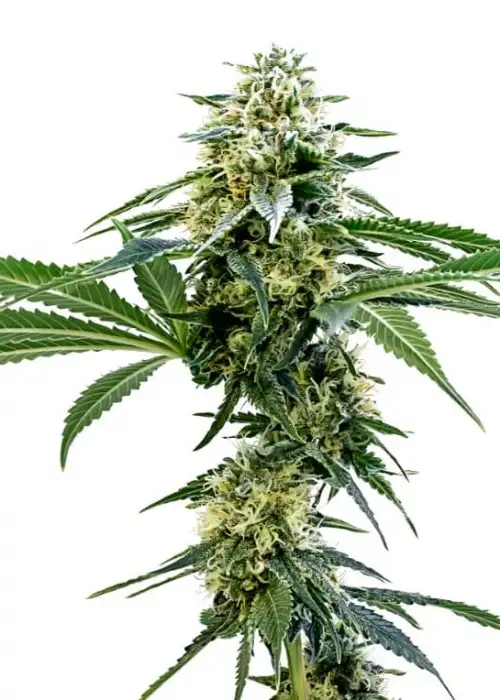 Error 404 by 34 Street Seed Co., Photoperiod cannabis strain