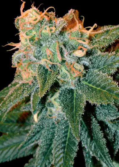 Ese T. Bilbo by Genehtik, Autoflower cannabis strain