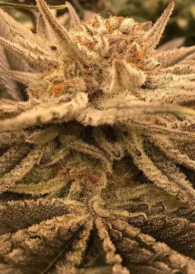 Ethos Apex R1 by ETHOS Genetics, Photoperiod cannabis strain