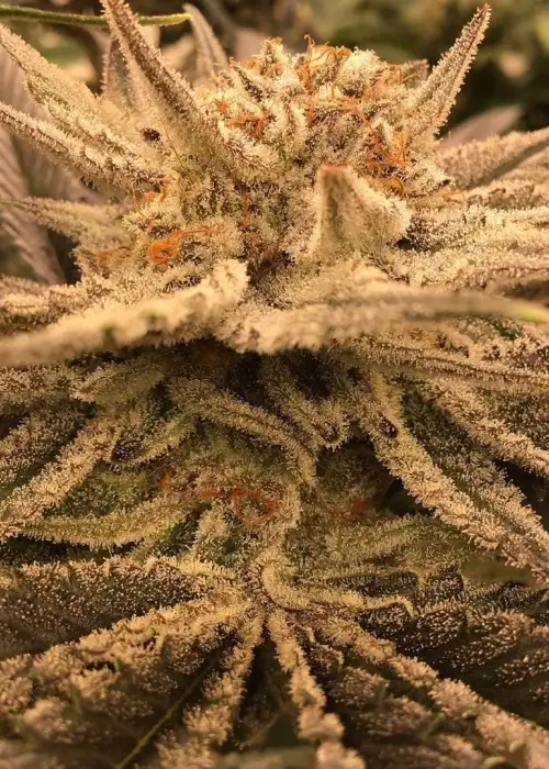 Ethos Apex R1 by ETHOS Genetics, Photoperiod cannabis strain