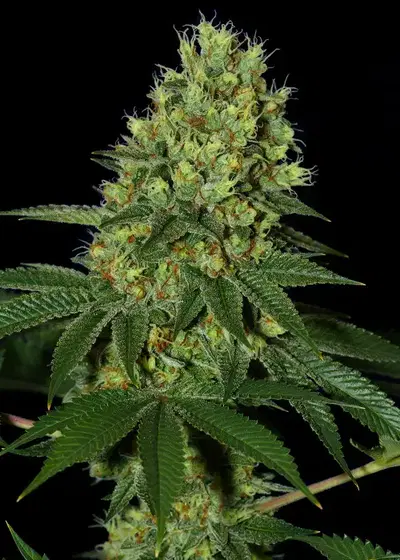 Euphoria Haze by Big Seedbank, Photoperiod cannabis strain