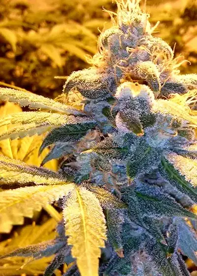 Euphoric by Gage Green, Photoperiod cannabis strain