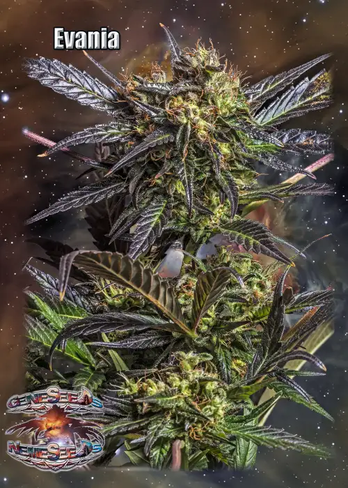 Evania by GeneSeeds - NemeSeeds, Photoperiod cannabis strain