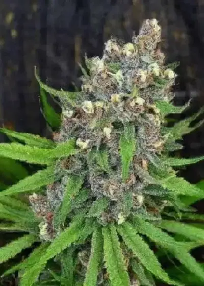 Ewok Purple Auto by NukeHeads, Autoflower cannabis strain