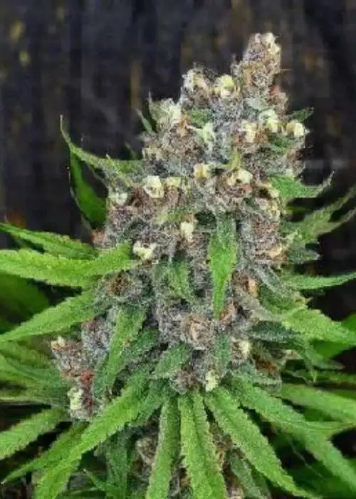 Ewok Purple Auto by NukeHeads, Autoflower cannabis strain