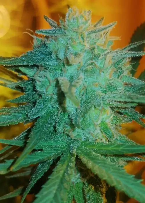 Excalibur x Cheese by Eva Seeds, Photoperiod cannabis strain