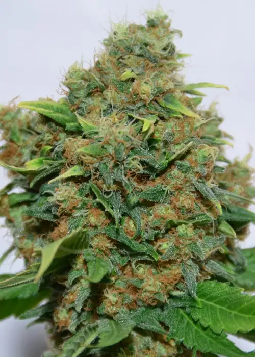 Excalibur by Eva Seeds, Photoperiod cannabis strain