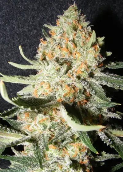 Exotic Kush by The Kush Brothers, Photoperiod cannabis strain