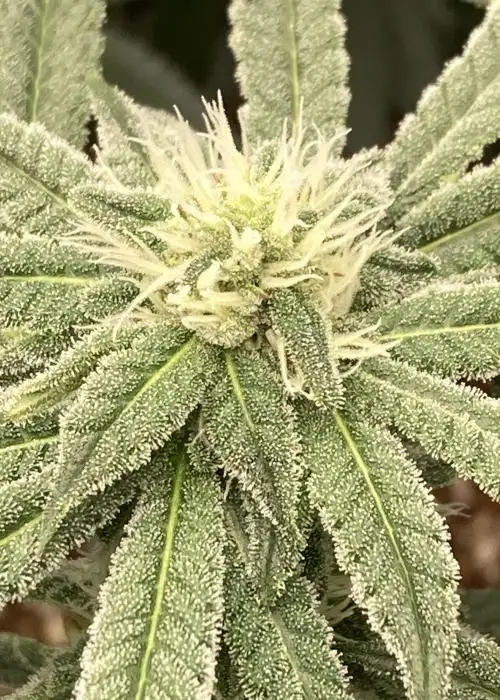 Exotic2 by Compound Genetics, Photoperiod cannabis strain